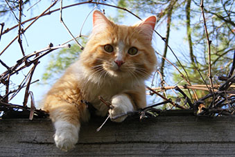No.80 住んでみたくなる猫が導く新しい町